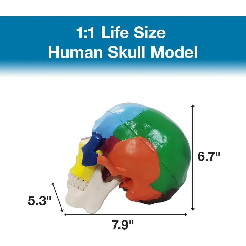 Modelo de Cráneo Humano Japard Desmontable 20.1x17cm