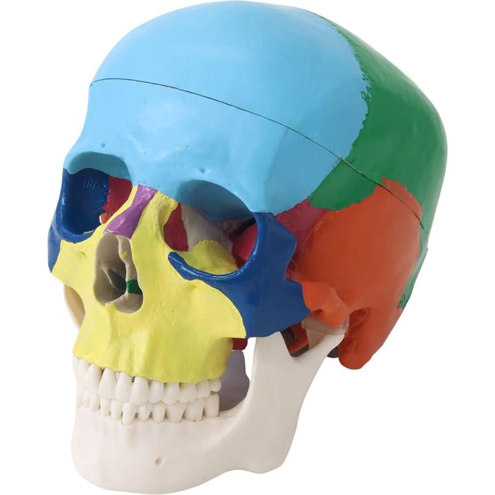 Modelo de Cráneo Humano Japard Desmontable 20.1x17cm