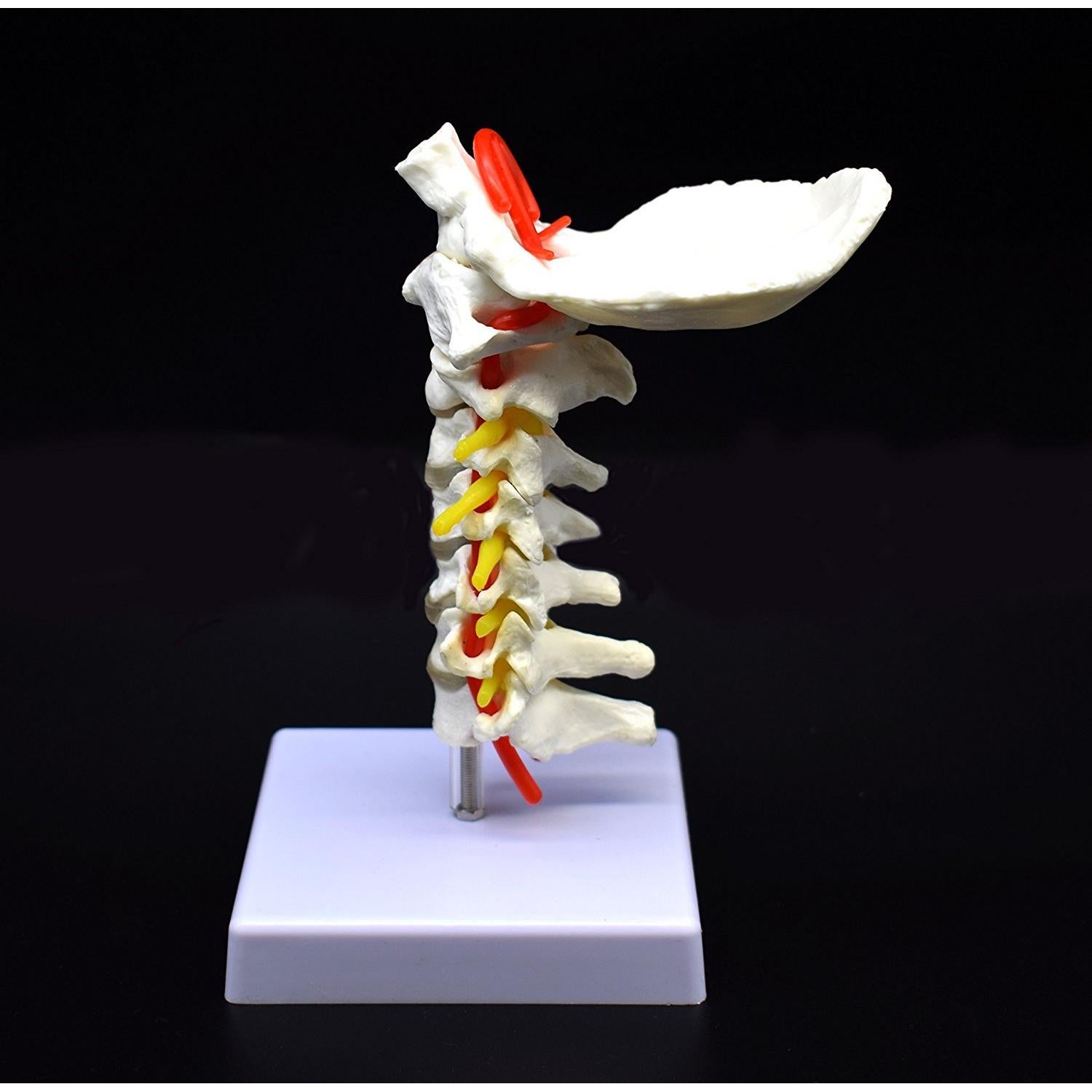Modelo Anatómico Cervical XINDAM a Tamaño Real PVC