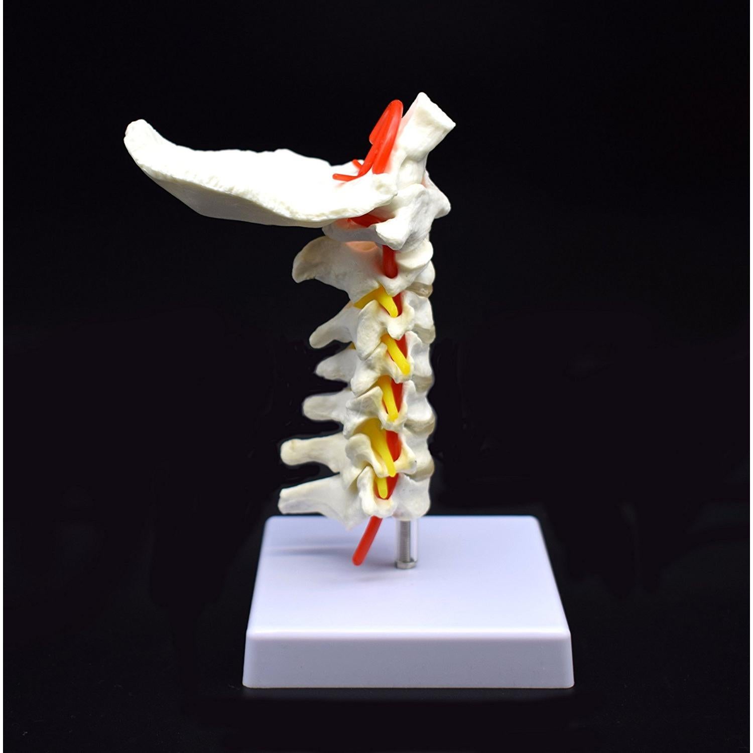 Modelo Anatómico Cervical XINDAM a Tamaño Real PVC
