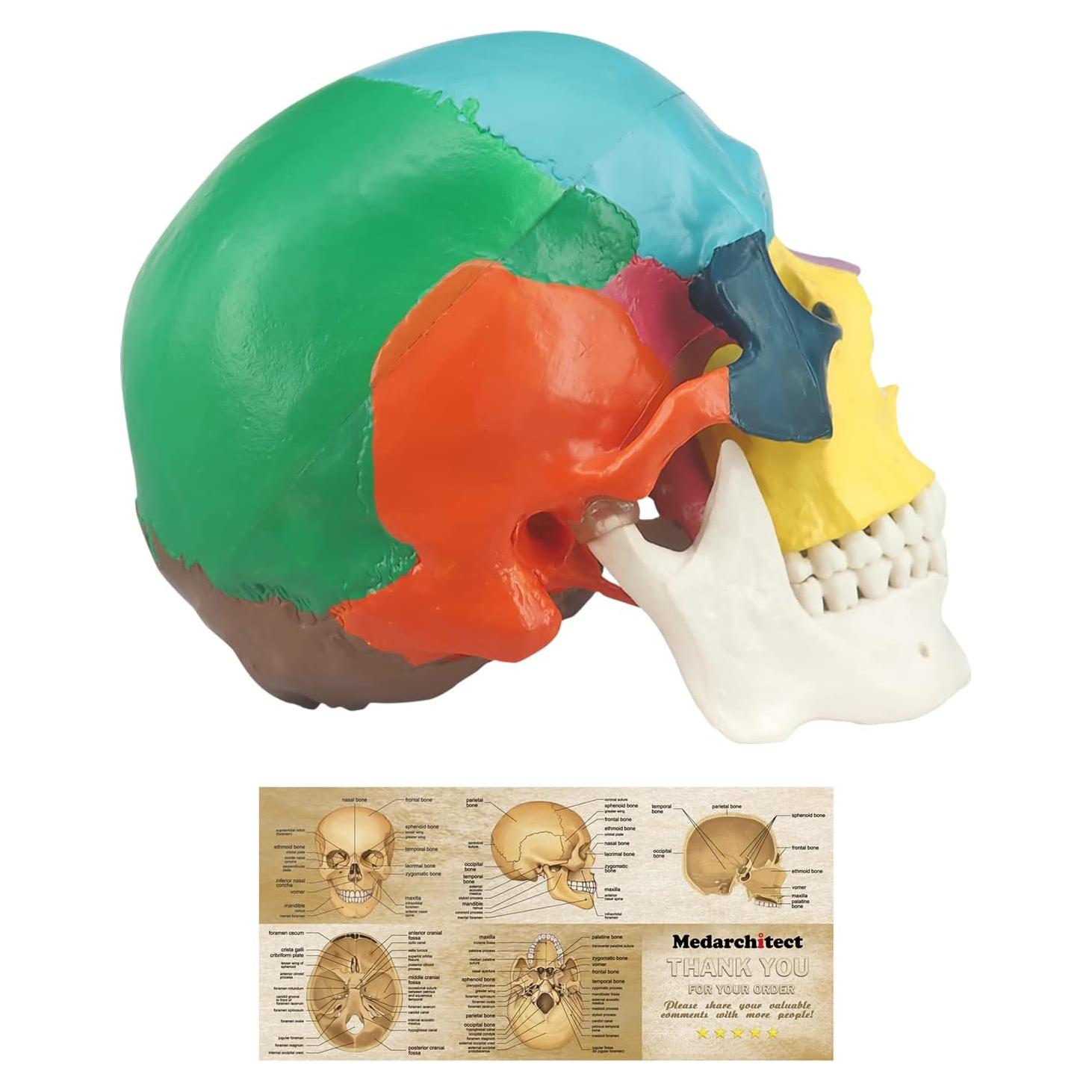 Modelo Anatómico de Cráneo Humano Colorido Medarchitect 3 Partes