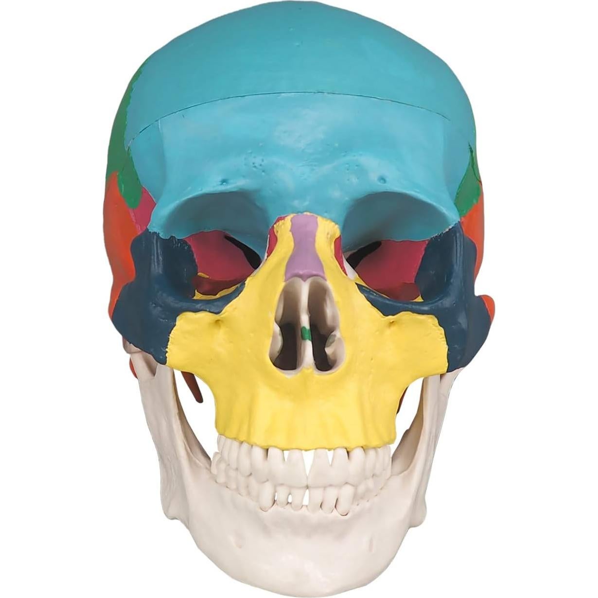 Modelo Anatómico de Cráneo Humano Colorido Medarchitect 3 Partes