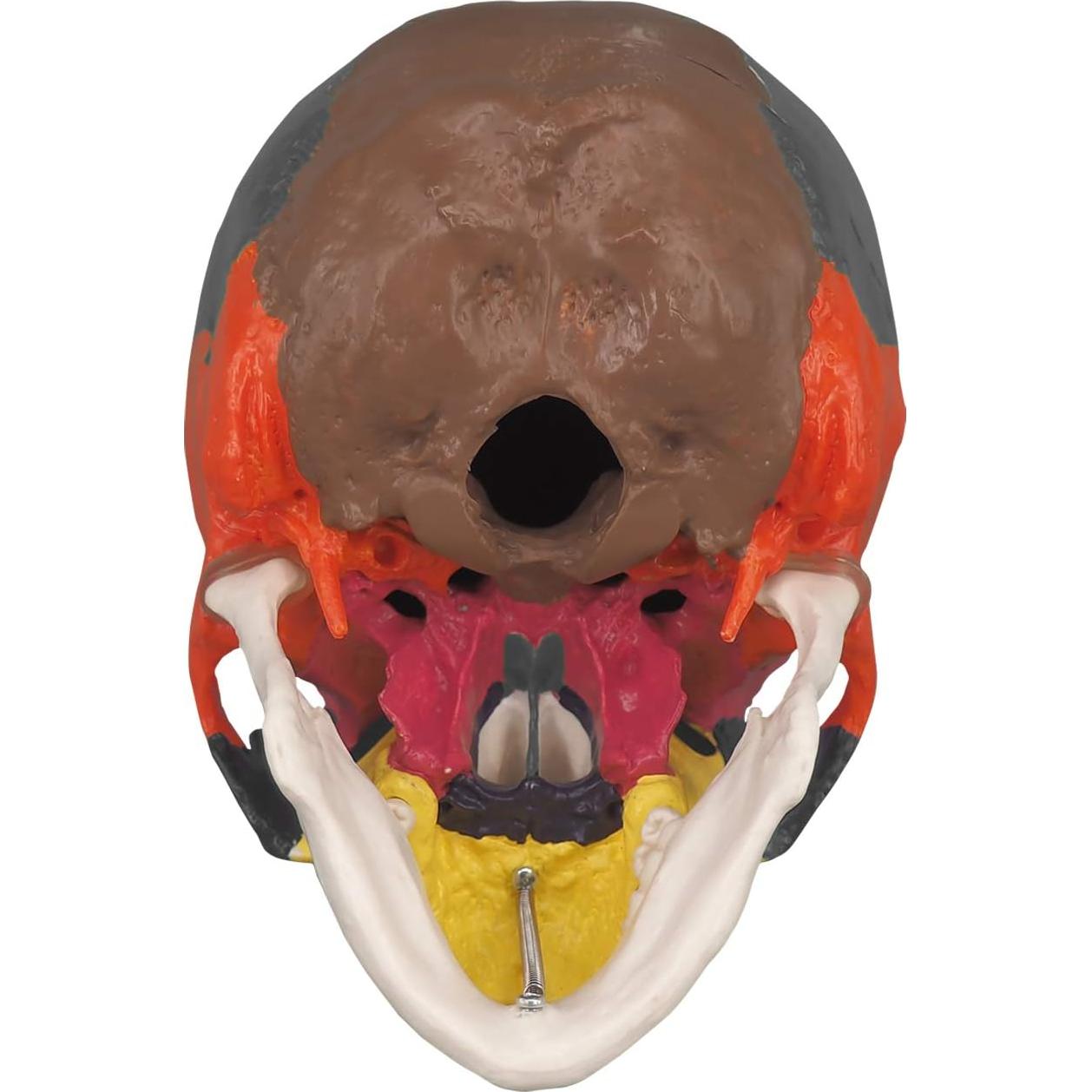 Modelo Anatómico de Cráneo Humano Colorido Medarchitect 3 Partes