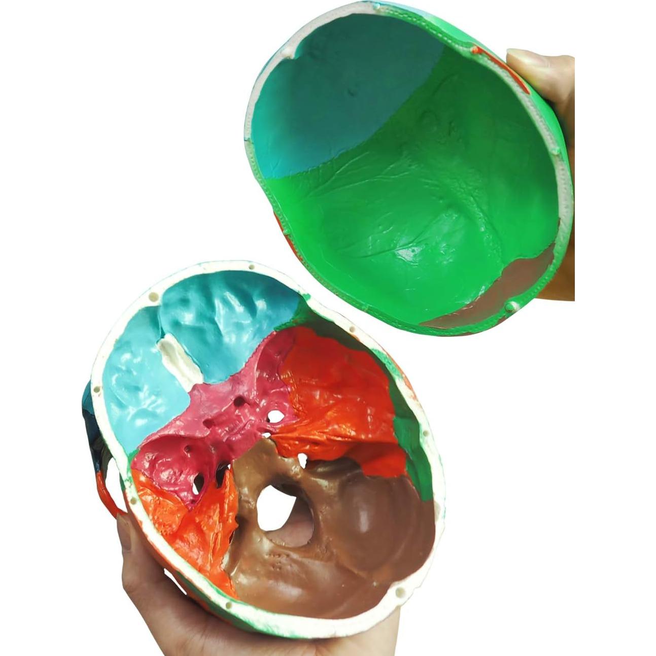 Modelo Anatómico de Cráneo Humano Colorido Medarchitect 3 Partes