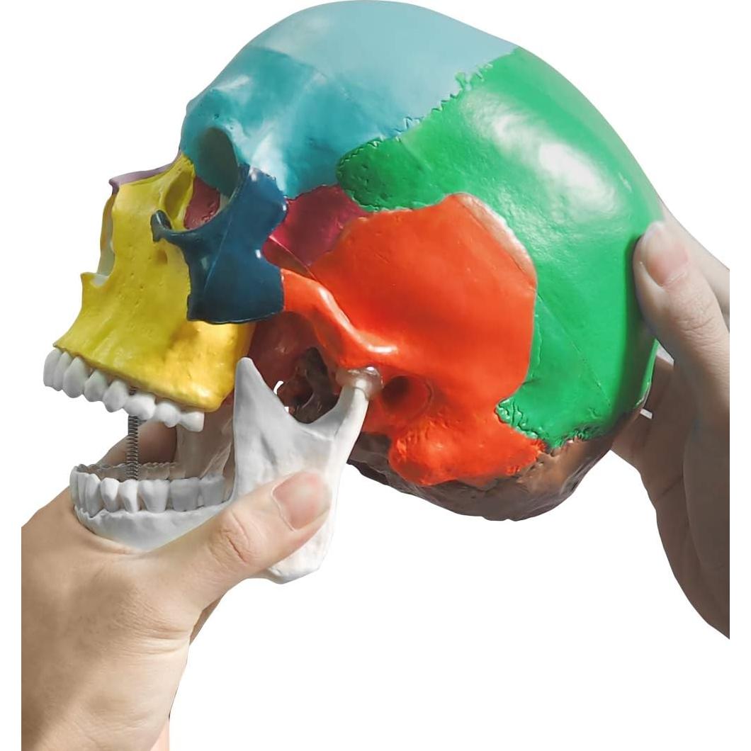 Modelo Anatómico de Cráneo Humano Colorido Medarchitect 3 Partes