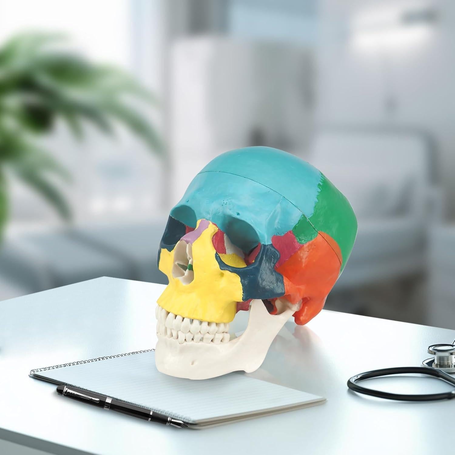 Modelo Anatómico de Cráneo Humano Colorido Medarchitect 3 Partes