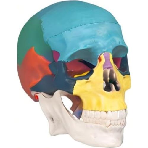 Modelo Anatómico de Cráneo Humano Colorido Medarchitect 3 Partes