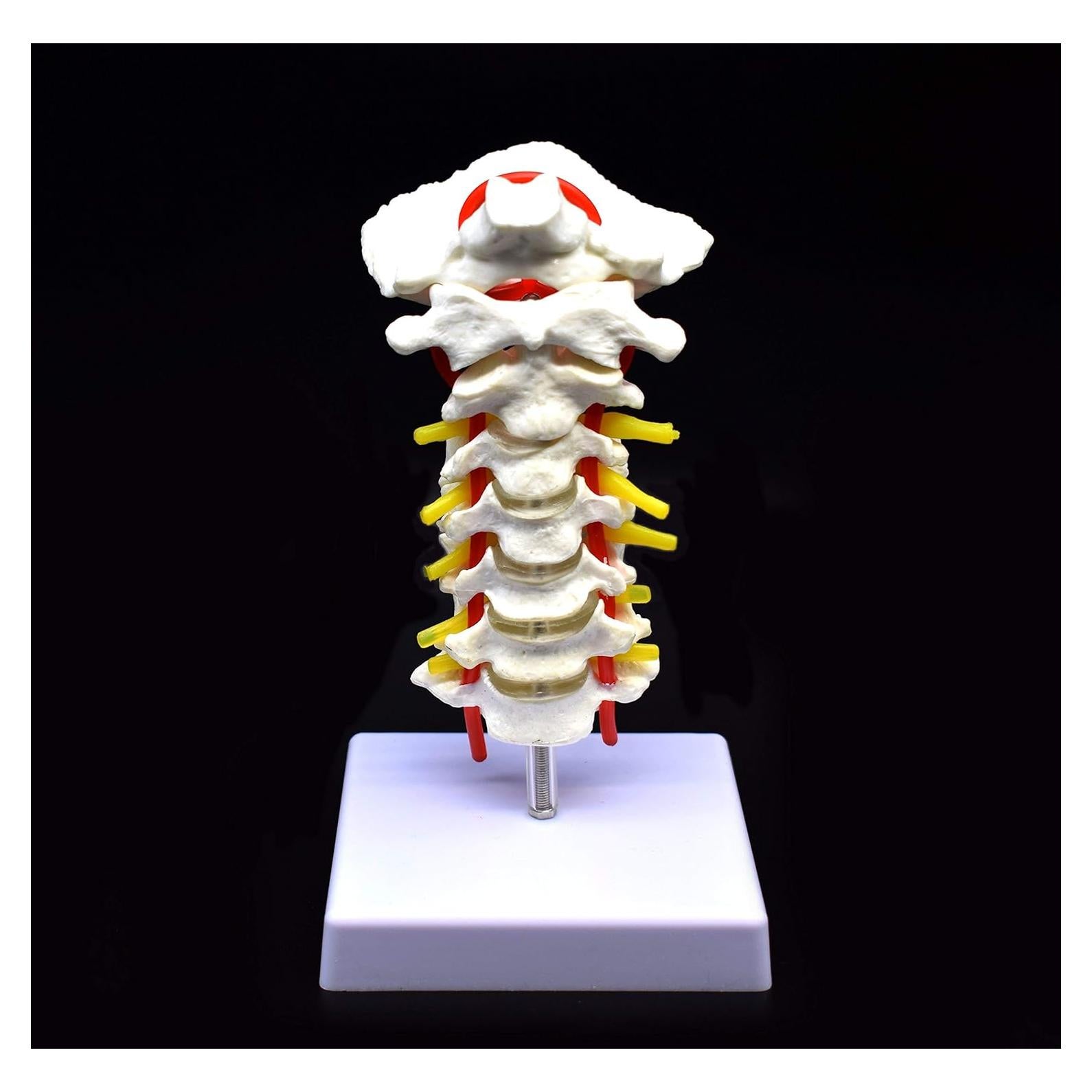 Modelo Anatómico Vertebra Cervical XINDAM a Tamaño Real
