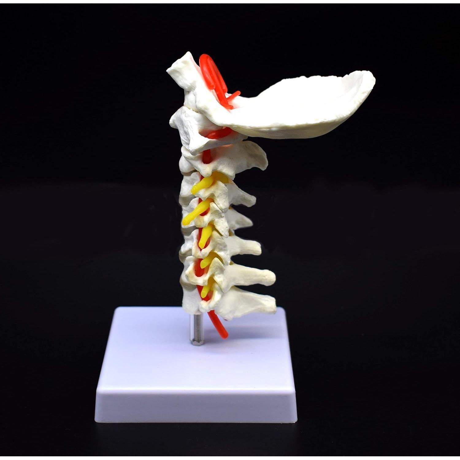 Modelo Anatómico Vertebra Cervical XINDAM a Tamaño Real