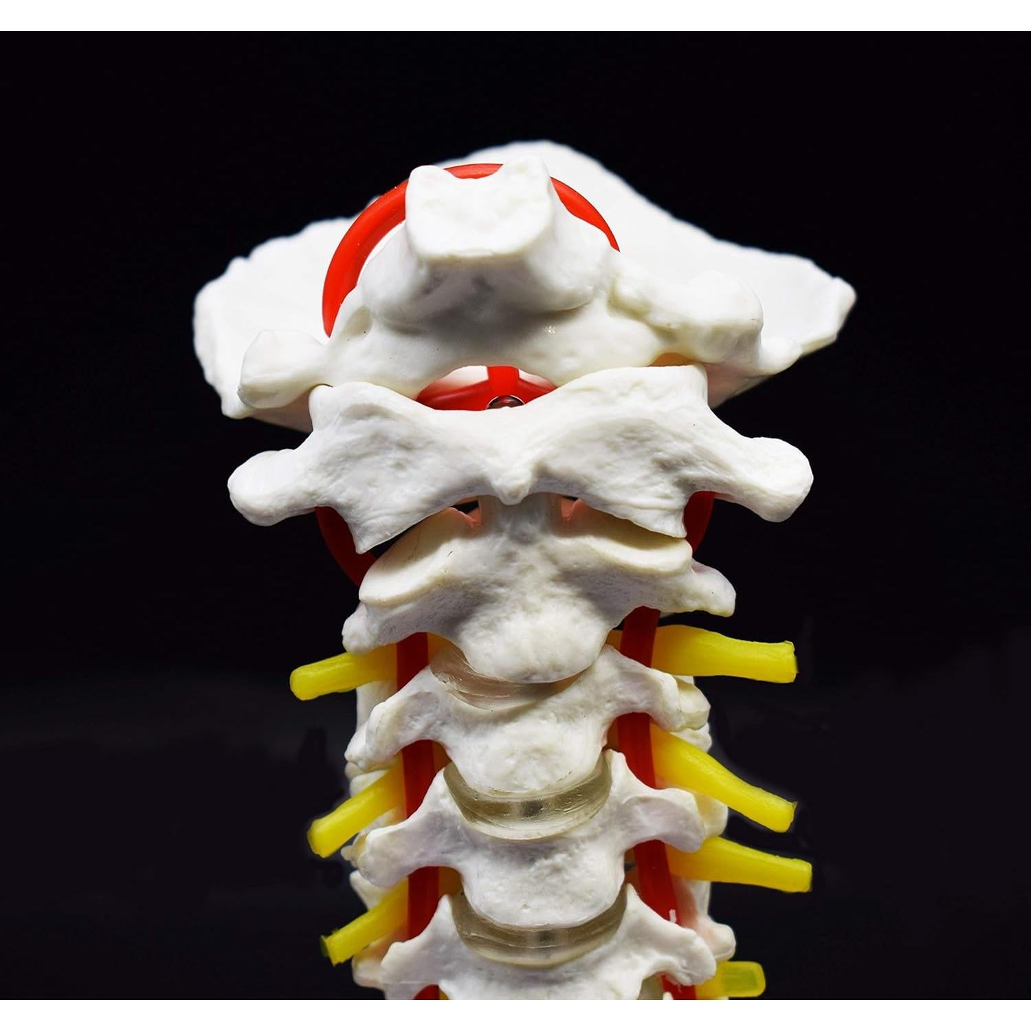 Modelo Anatómico Vertebra Cervical XINDAM a Tamaño Real