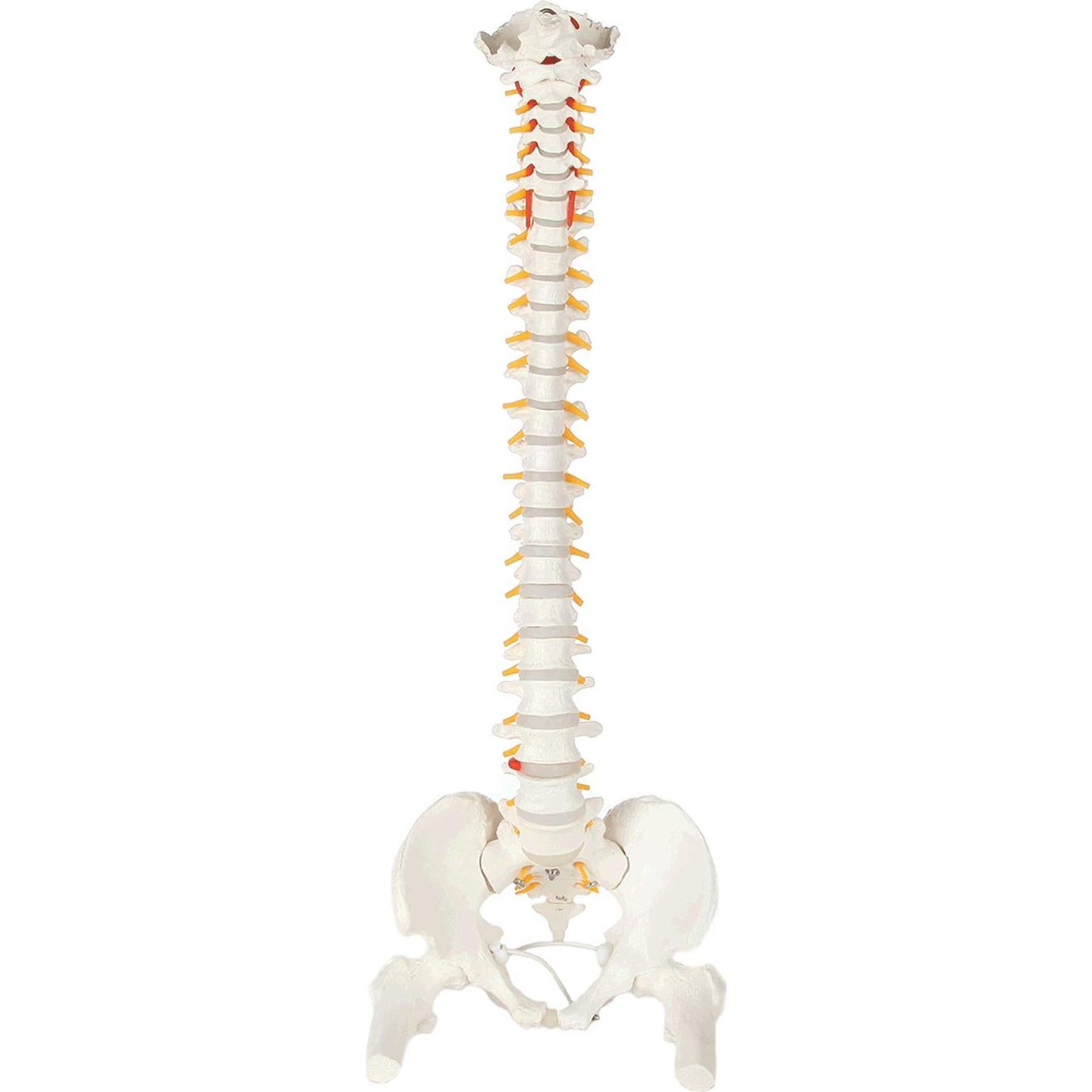 Modelo de Columna Vertebral Flexible Axis Scientific 78.7cm