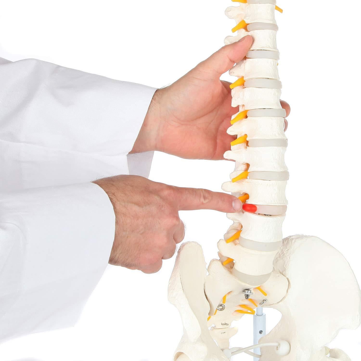 Modelo de Columna Vertebral Flexible Axis Scientific 78.7cm