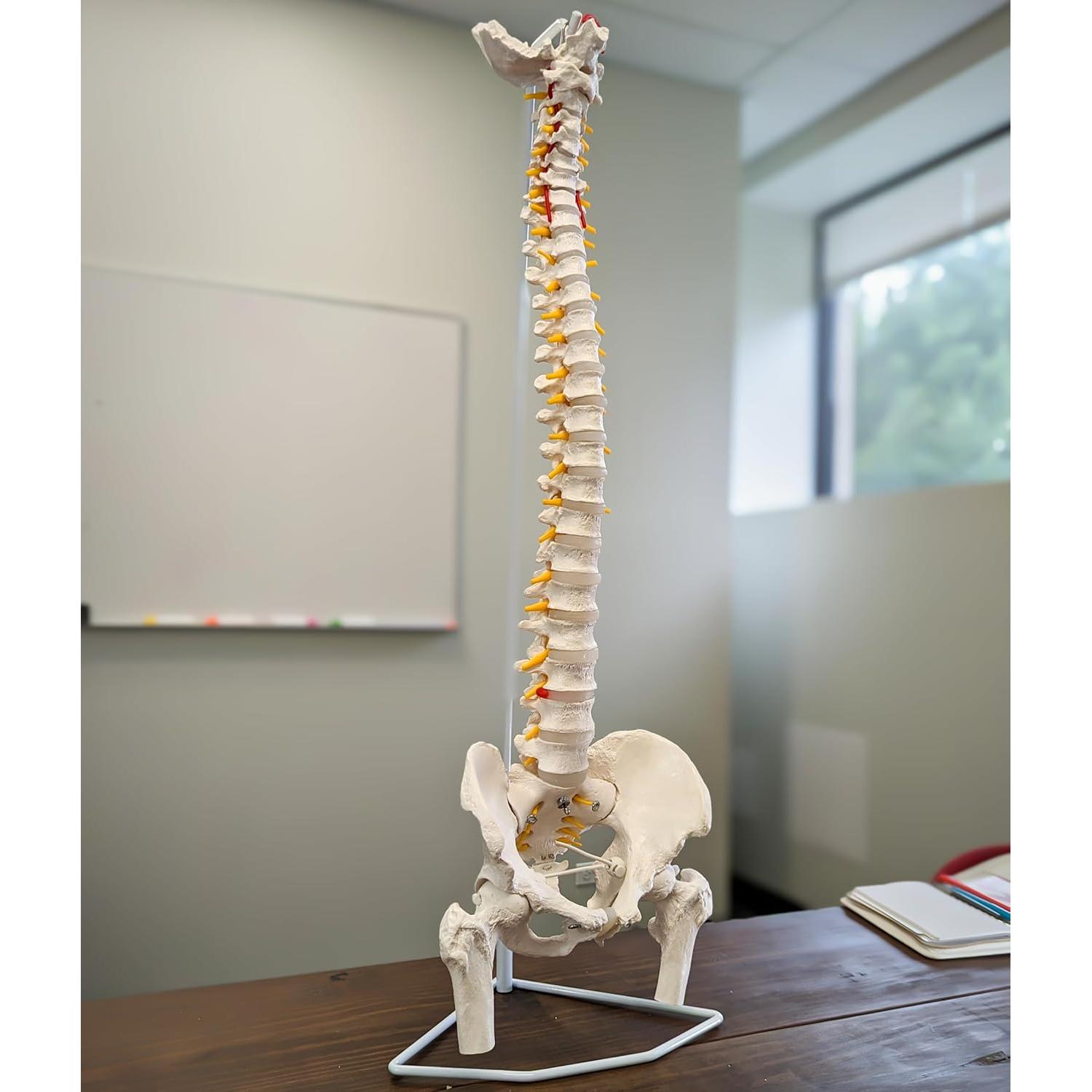 Modelo de Columna Vertebral Flexible Axis Scientific 78.7cm