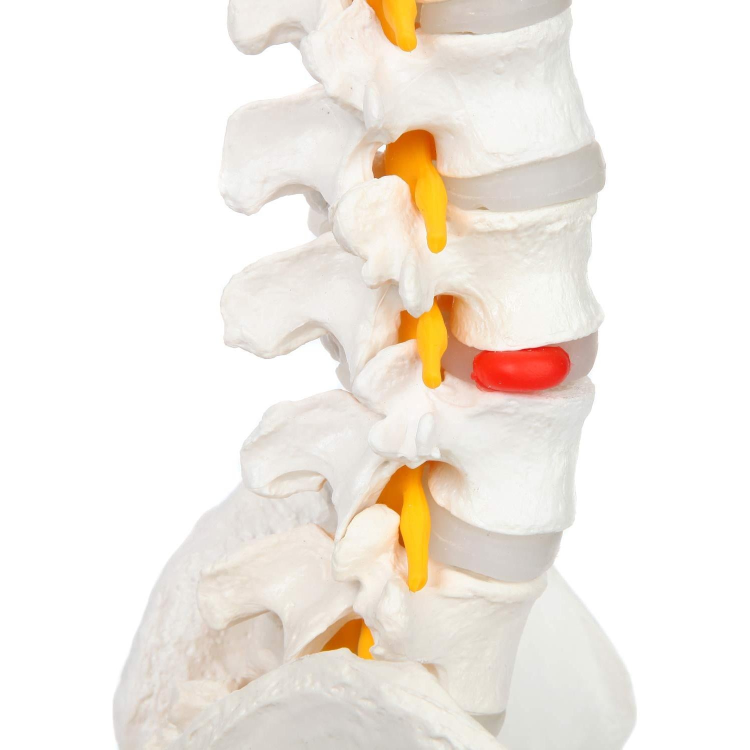Modelo de Columna Vertebral Flexible Axis Scientific 78.7cm