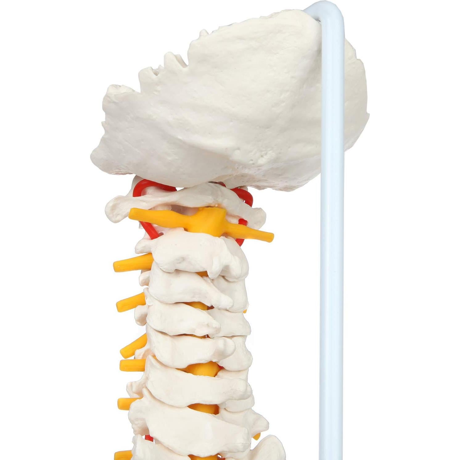 Modelo de Columna Vertebral Flexible Axis Scientific 78.7cm