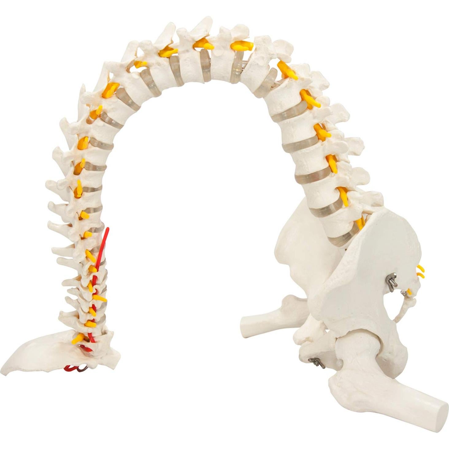 Modelo de Columna Vertebral Flexible Axis Scientific 78.7cm