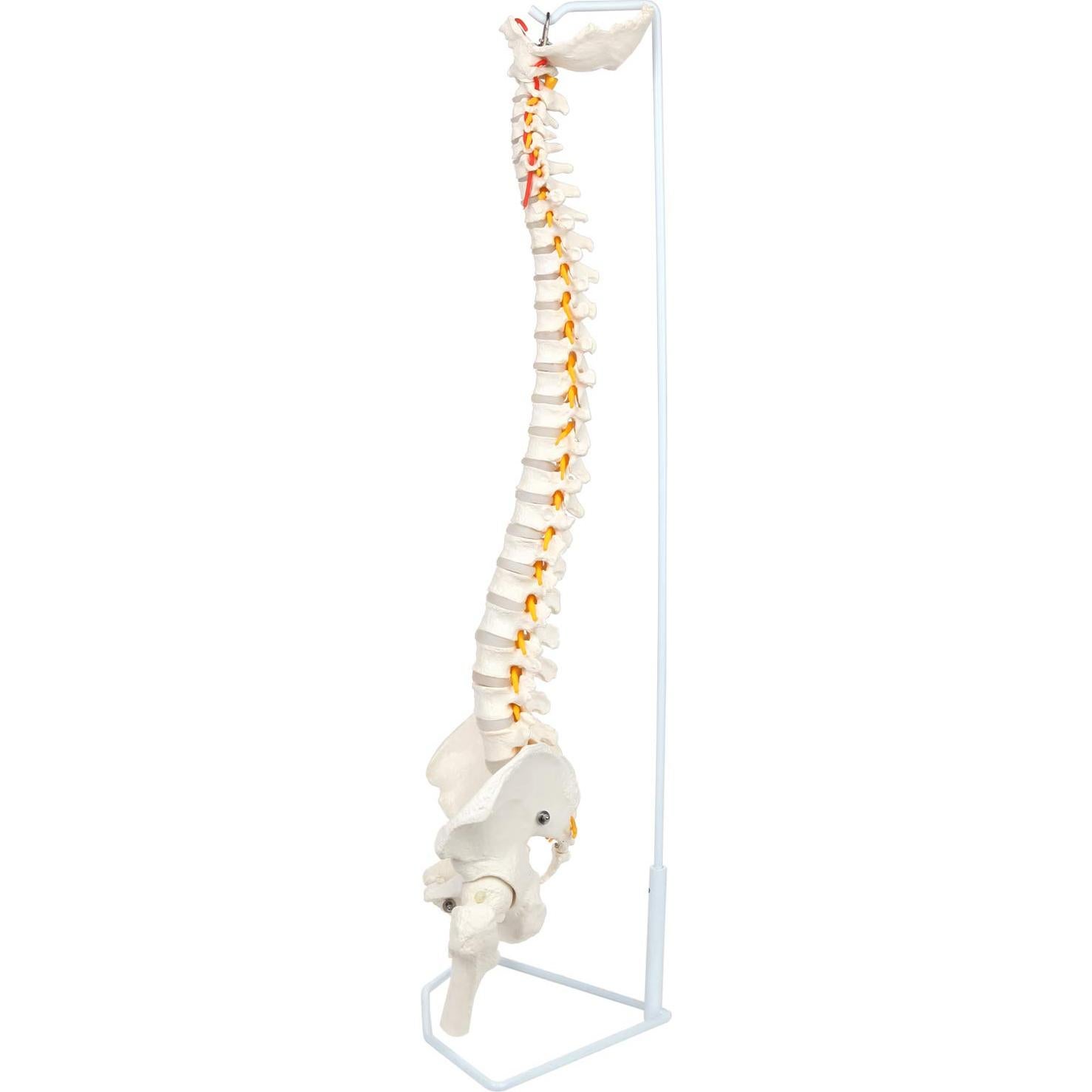 Modelo de Columna Vertebral Flexible Axis Scientific 78.7cm