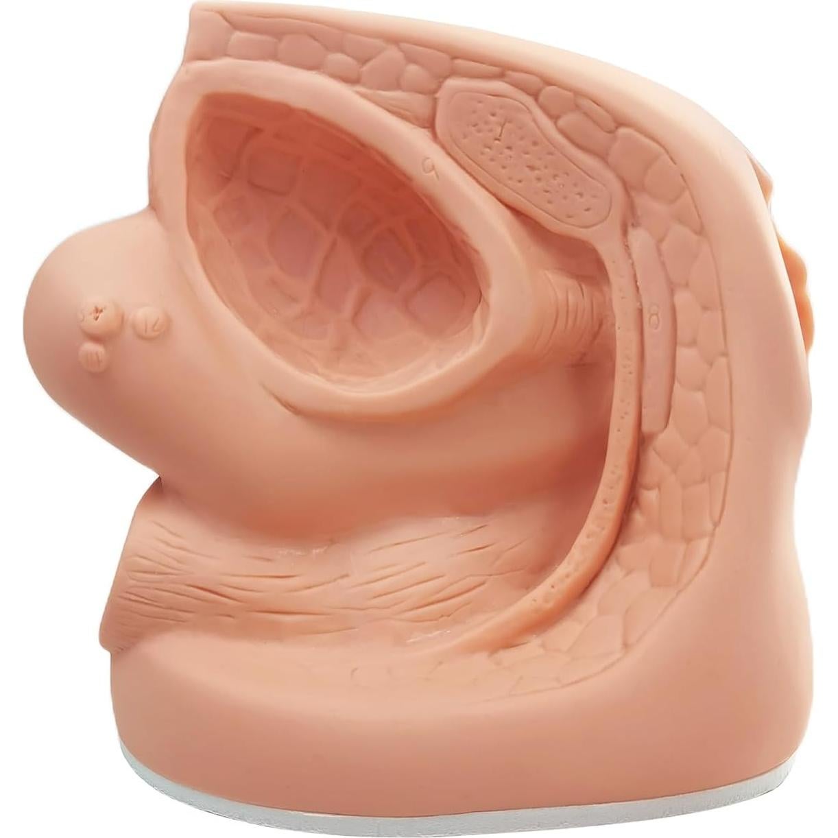 Modelo de Cateterismo Femenino MediTrainer 22.5x15.5 cm