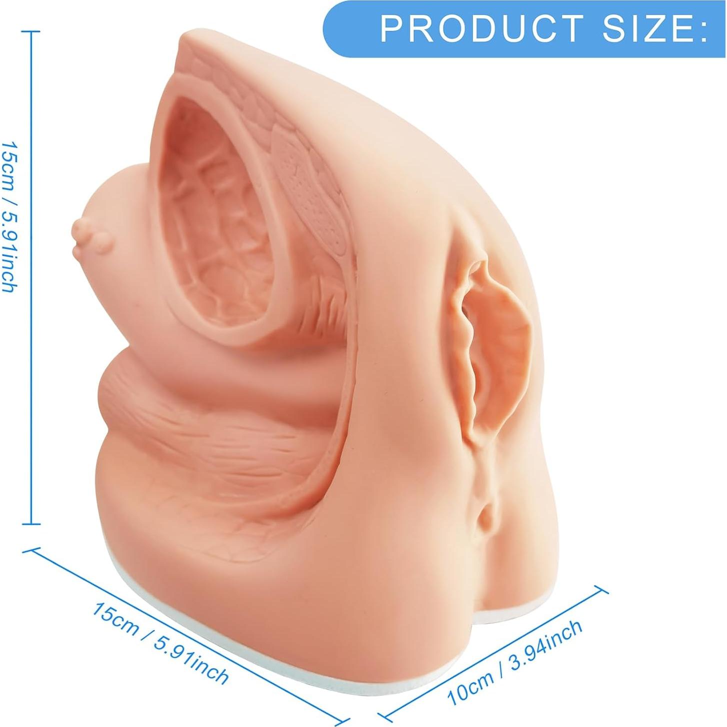 Modelo de Cateterismo Femenino MediTrainer 22.5x15.5 cm