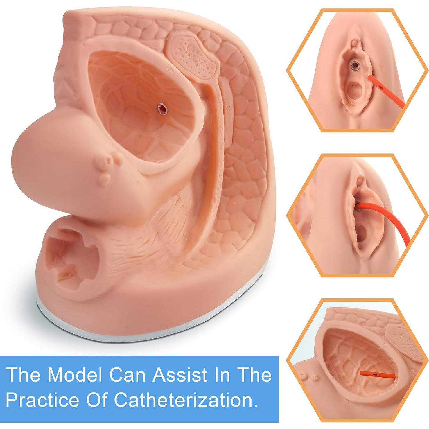 Modelo de Cateterismo Femenino MediTrainer 22.5x15.5 cm