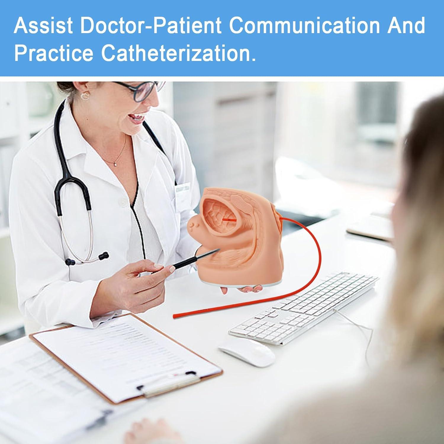 Modelo de Cateterismo Femenino MediTrainer 22.5x15.5 cm