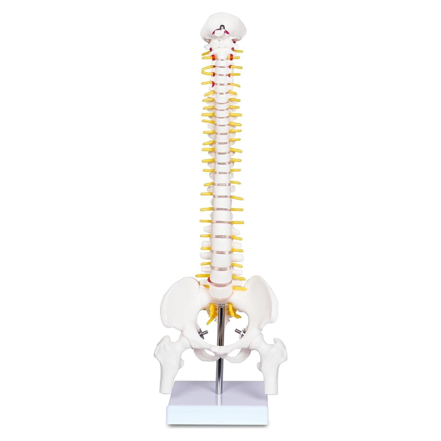 Modelo Mini Columna Vertebral Humana Breesky 43 cm con Soporte