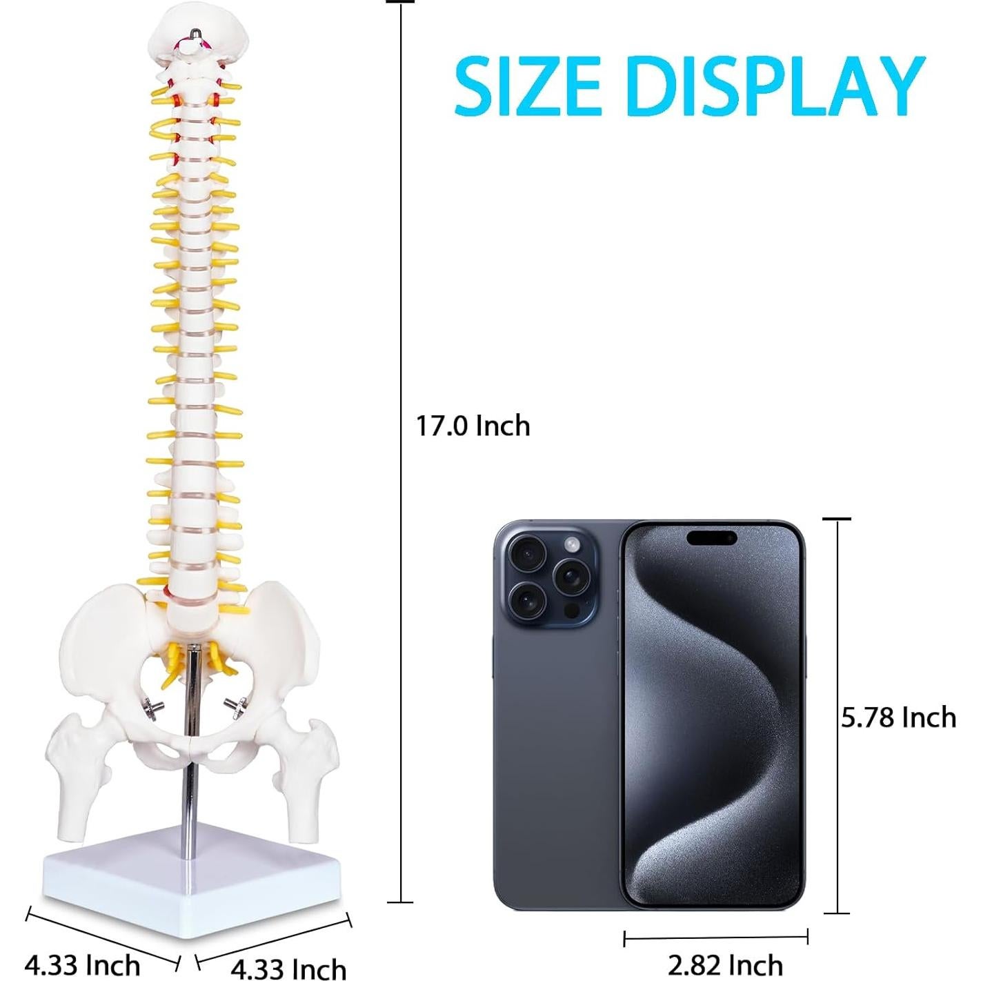 Modelo Mini Columna Vertebral Humana Breesky 43 cm con Soporte