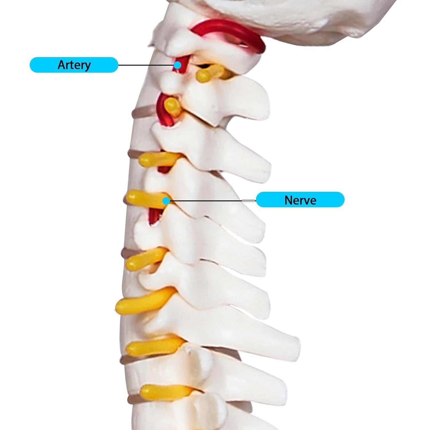 Modelo Mini Columna Vertebral Humana Breesky 43 cm con Soporte