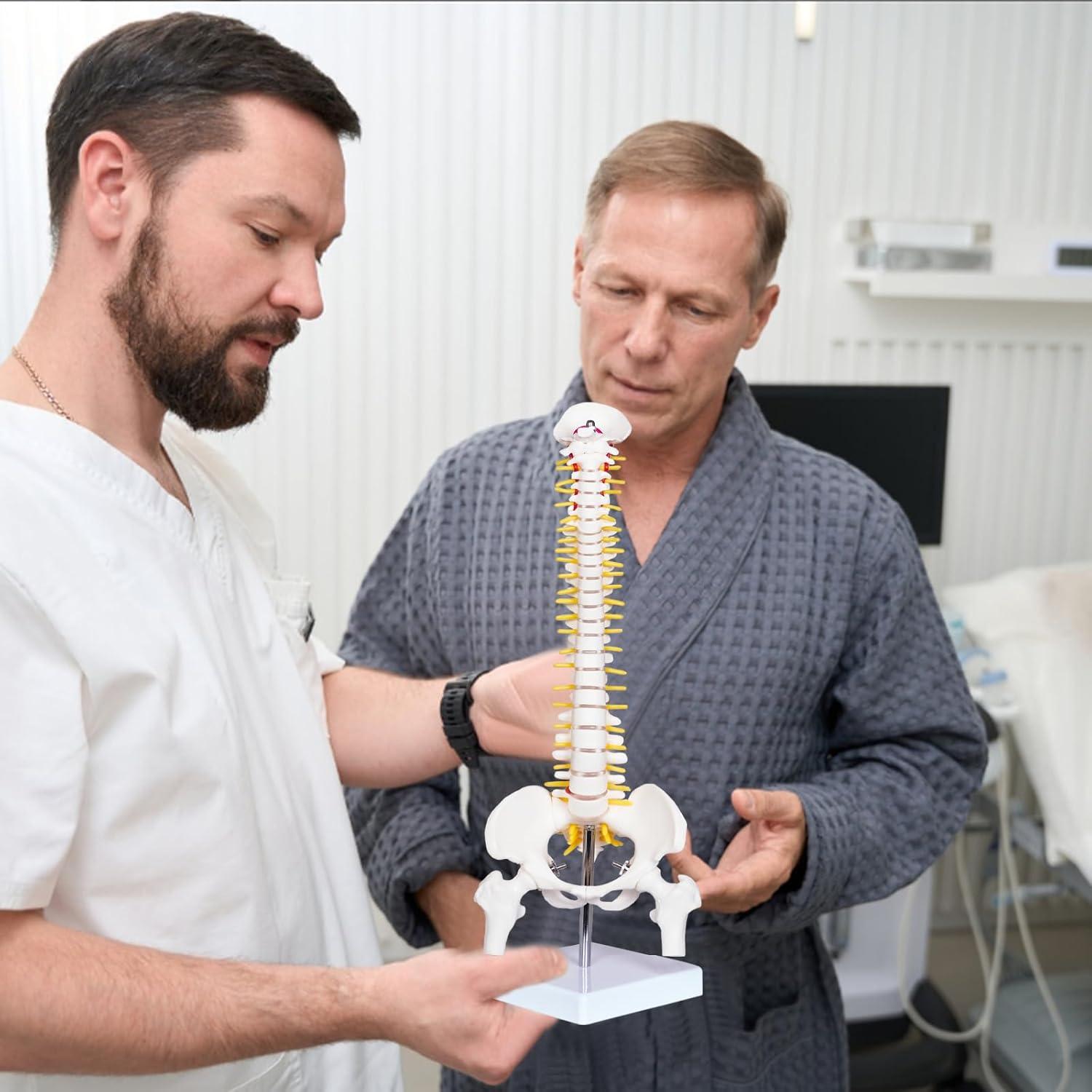 Modelo Mini Columna Vertebral Humana Breesky 43 cm con Soporte