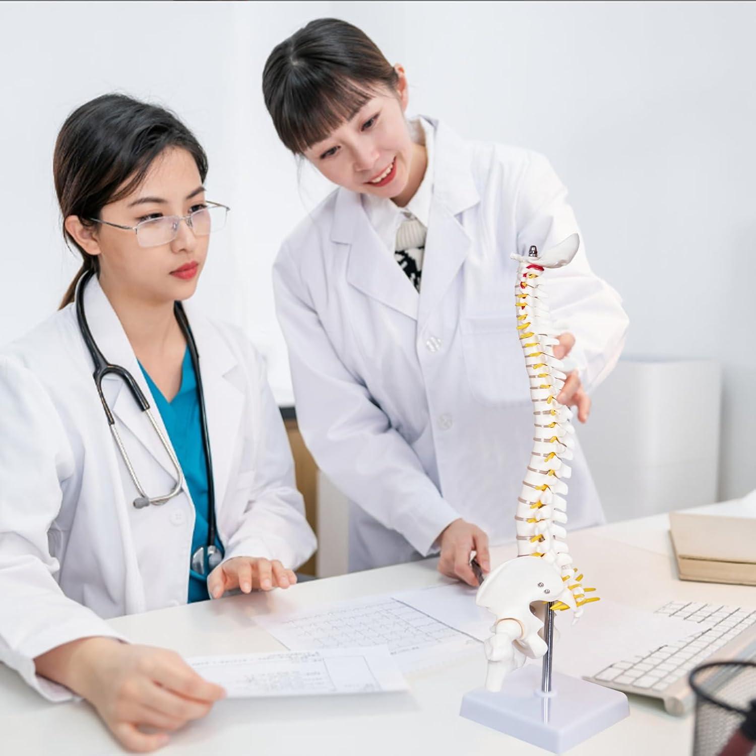 Modelo Mini Columna Vertebral Humana Breesky 43 cm con Soporte