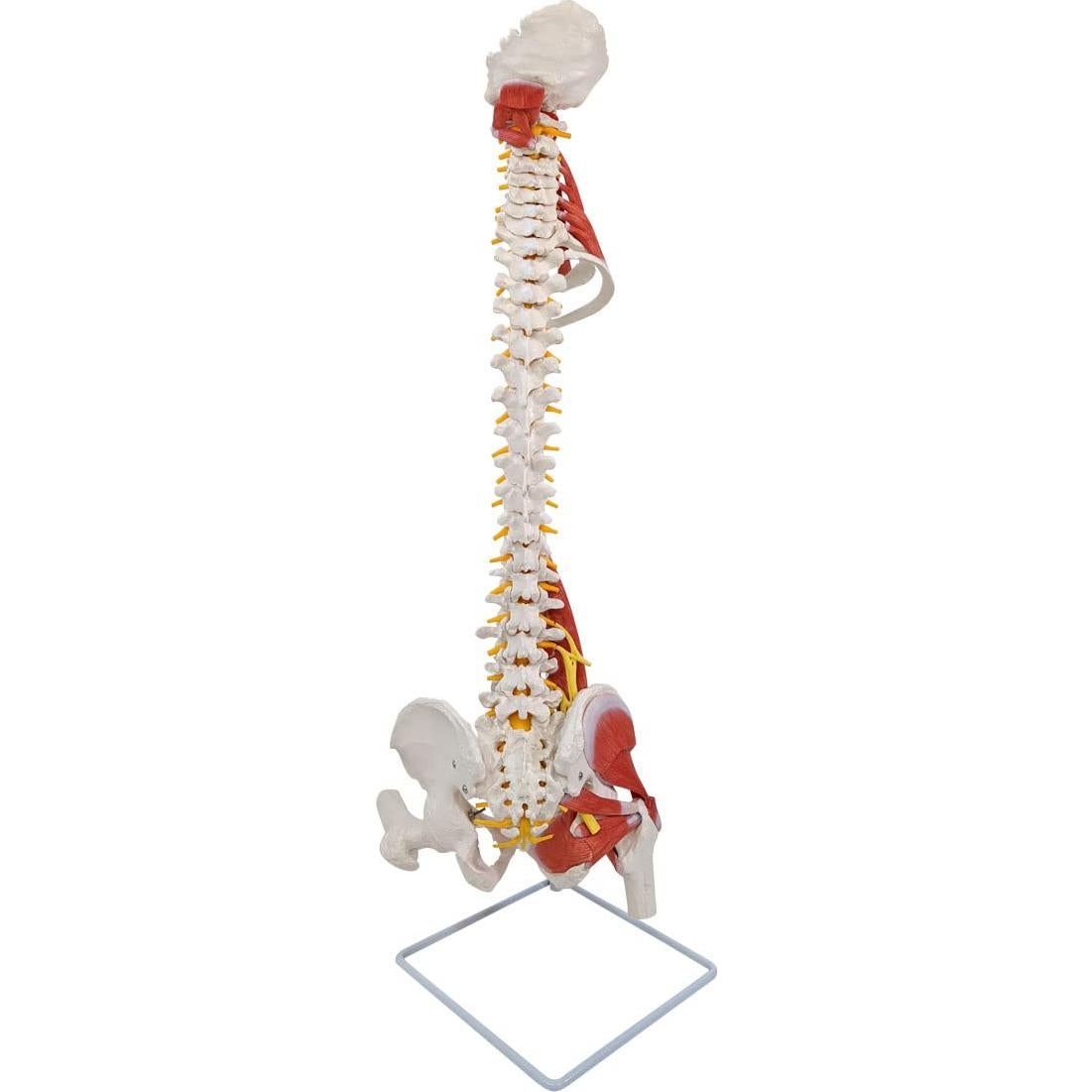 Modelo de Anatomía Columna Vertebral Humana Axis Scientific 87.6cm