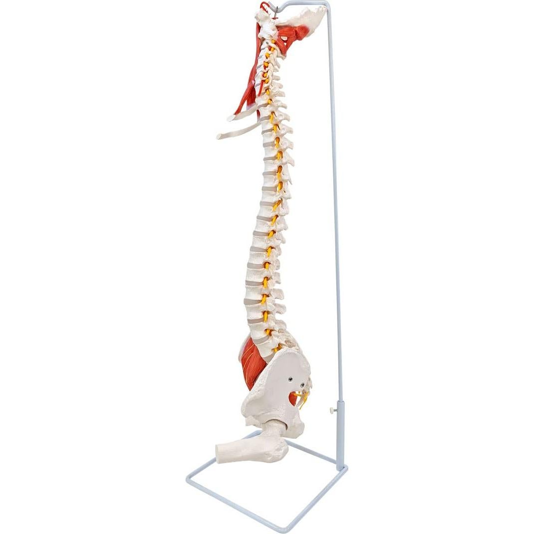 Modelo de Anatomía Columna Vertebral Humana Axis Scientific 87.6cm