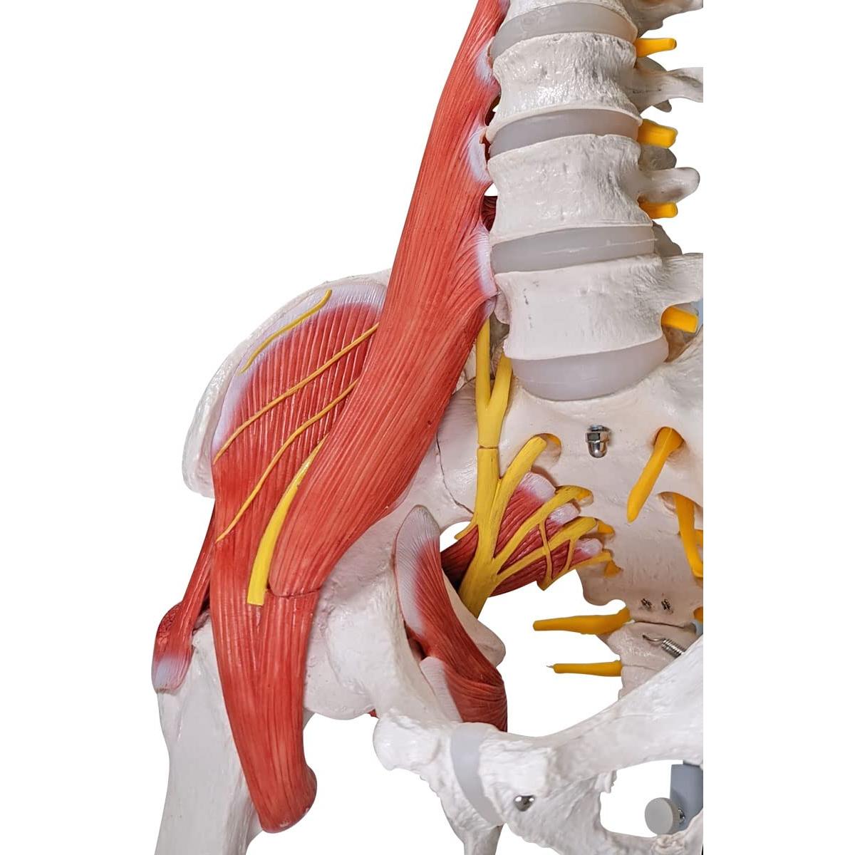 Modelo de Anatomía Columna Vertebral Humana Axis Scientific 87.6cm