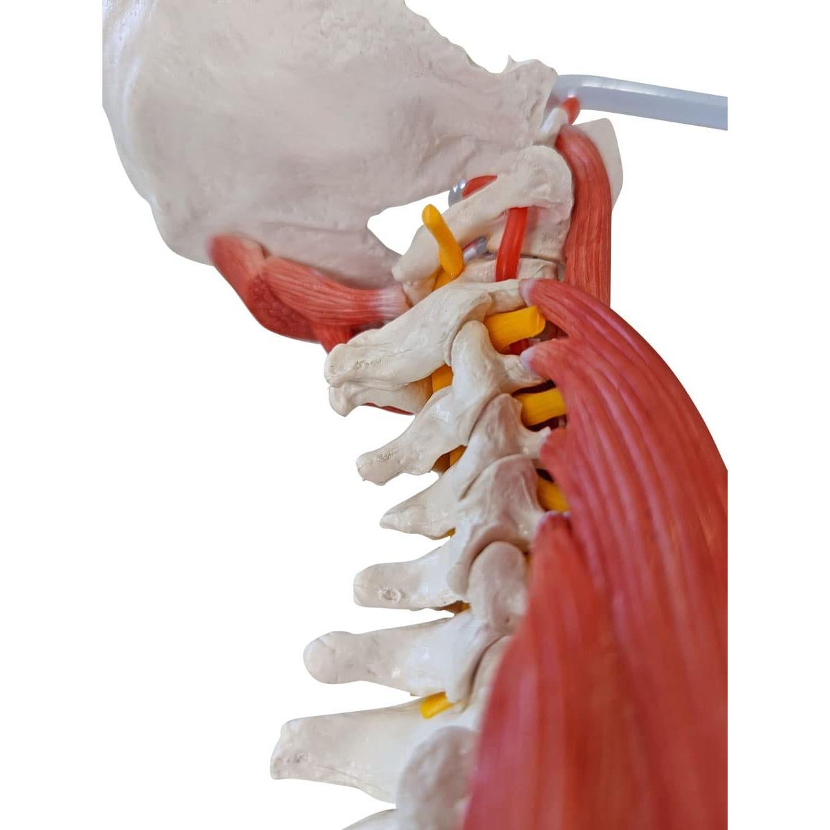 Modelo de Anatomía Columna Vertebral Humana Axis Scientific 87.6cm