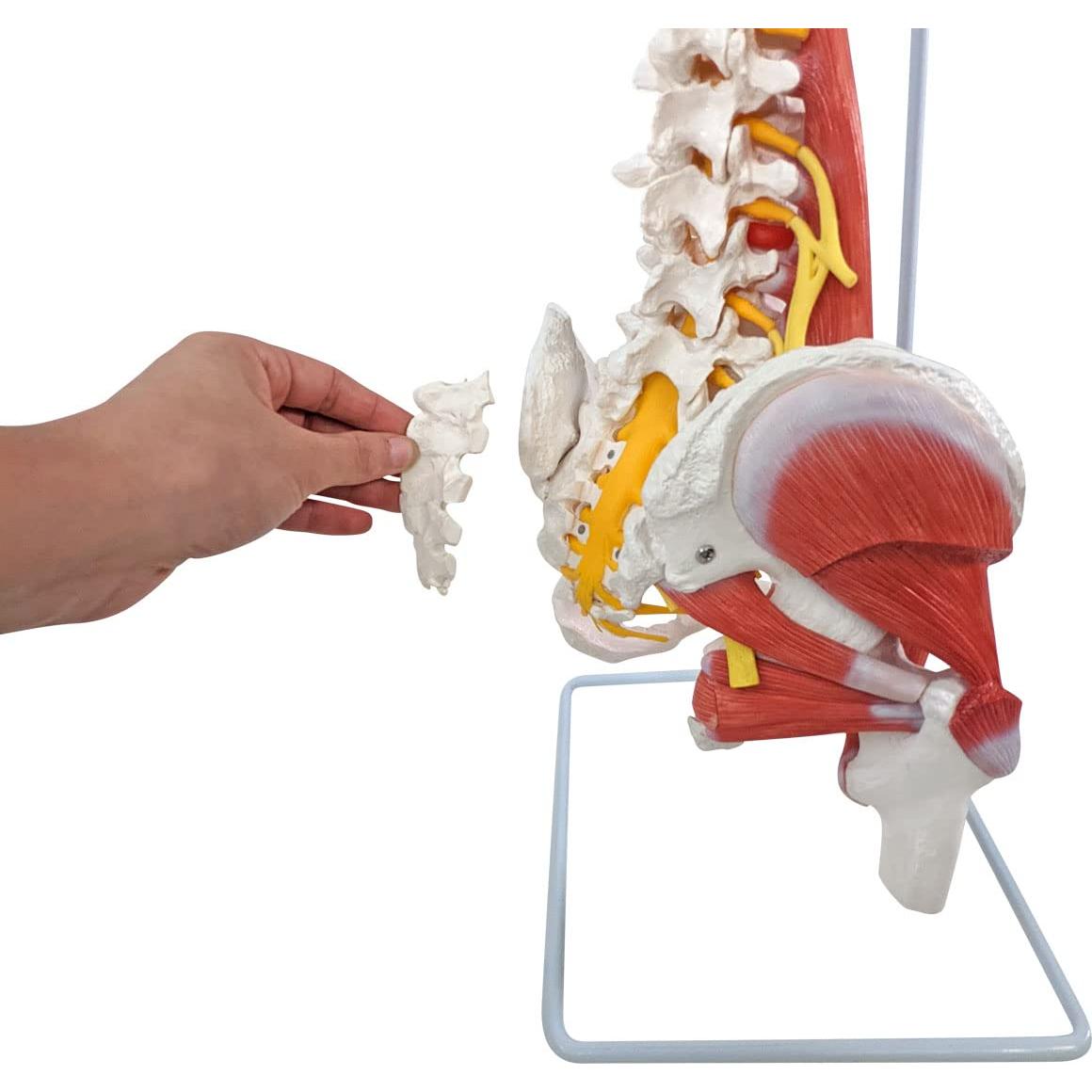 Modelo de Anatomía Columna Vertebral Humana Axis Scientific 87.6cm