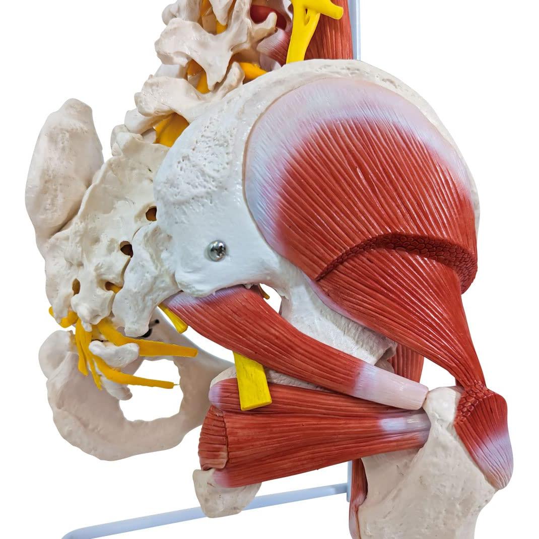 Modelo de Anatomía Columna Vertebral Humana Axis Scientific 87.6cm