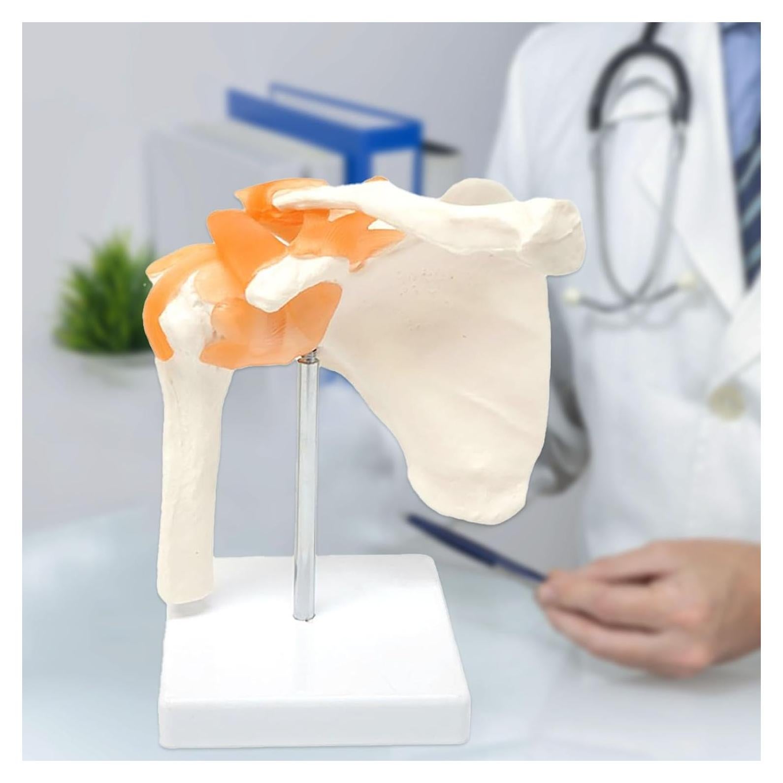 Modelo Anatómico de Articulación del Hombro Lewitools