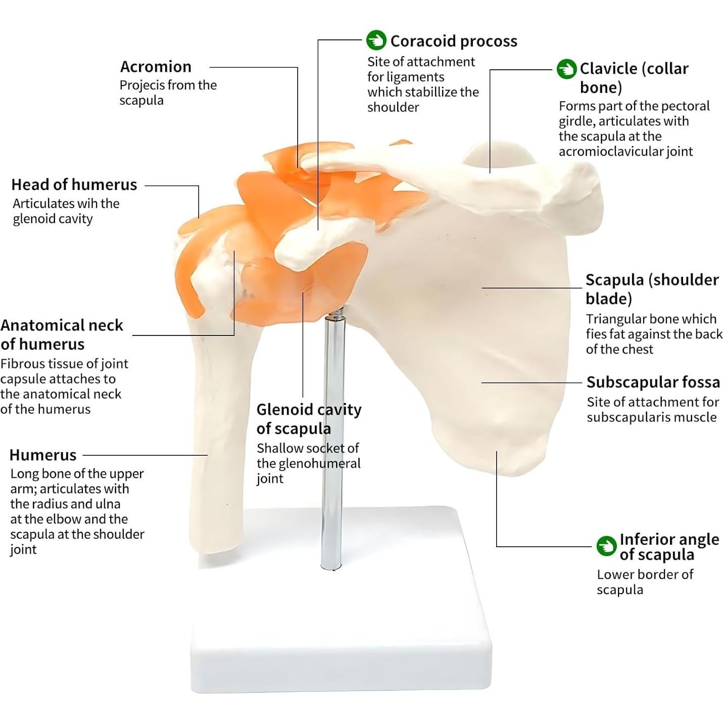 Modelo Anatómico de Articulación del Hombro Lewitools
