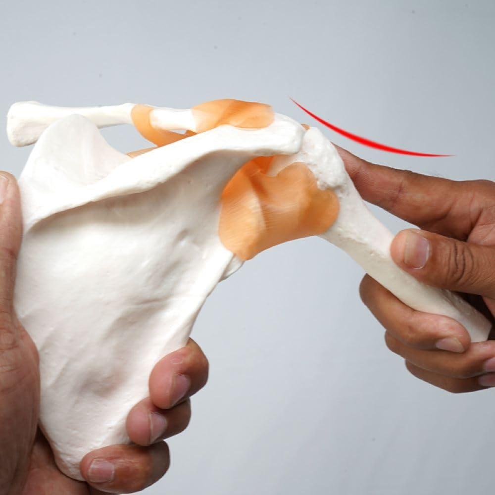 Modelo Anatómico de Articulación del Hombro Lewitools