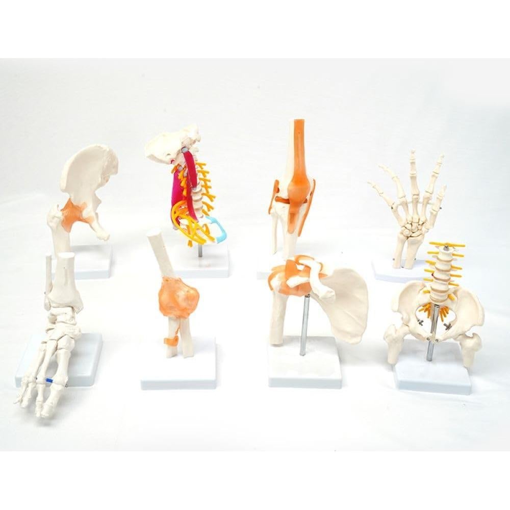 Modelo Anatómico de Articulación del Hombro Lewitools