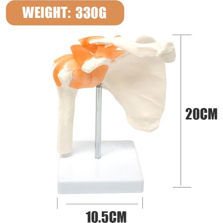 Modelo Anatómico de Articulación del Hombro Lewitools