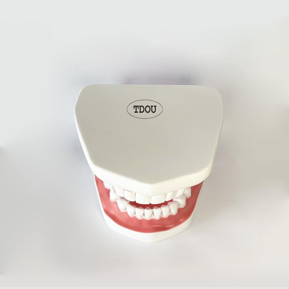 Modelo Dental TDOU-TB6 Boca Completa 16x15x12cm PVC