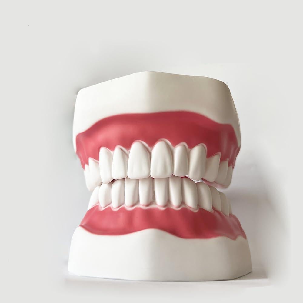 Modelo Dental TDOU-TB6 Boca Completa 16x15x12cm PVC