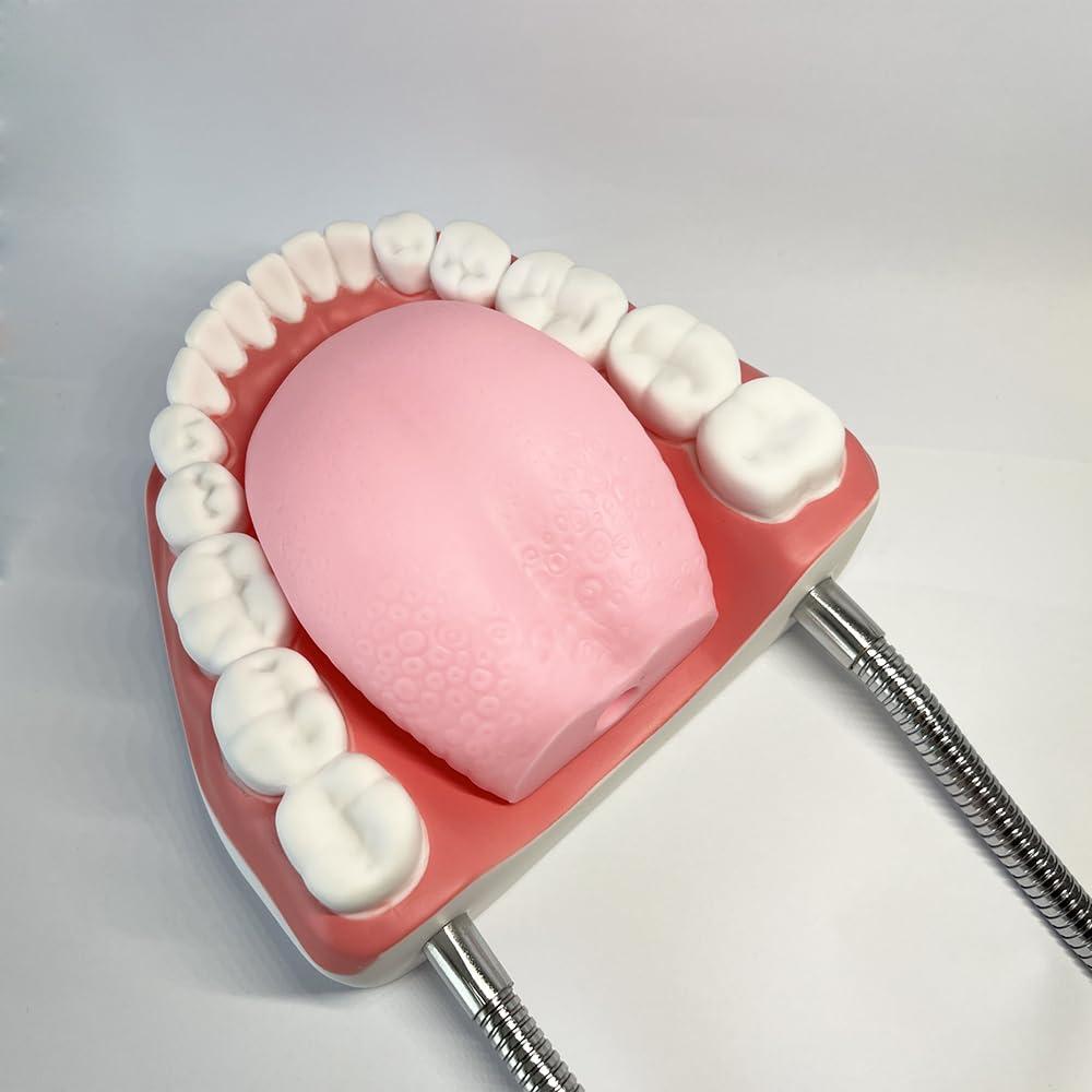Modelo Dental TDOU-TB6 Boca Completa 16x15x12cm PVC