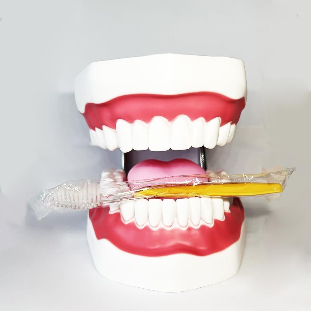Modelo Dental TDOU-TB6 Boca Completa 16x15x12cm PVC