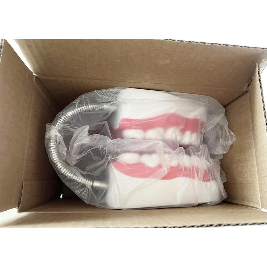 Modelo Dental TDOU-TB6 Boca Completa 16x15x12cm PVC