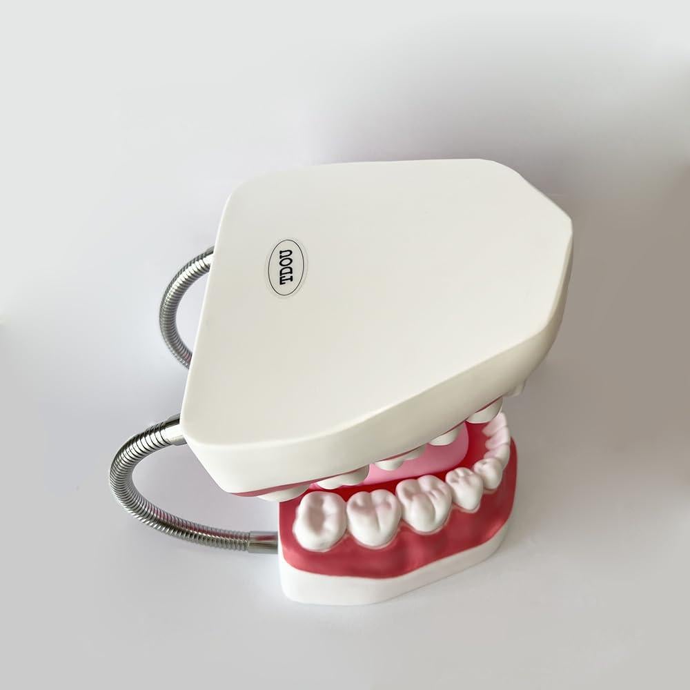Modelo Dental TDOU-TB6 Boca Completa 16x15x12cm PVC