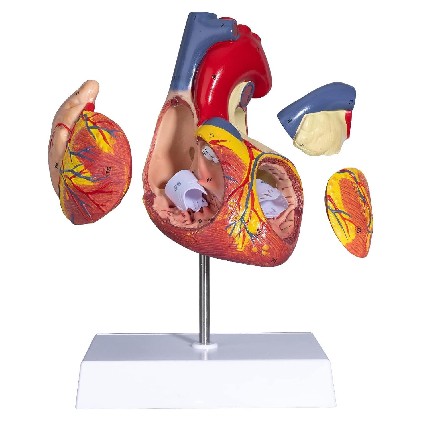 Modelo de Corazón Humano ANNWAH 2X Ampliado para Estudio