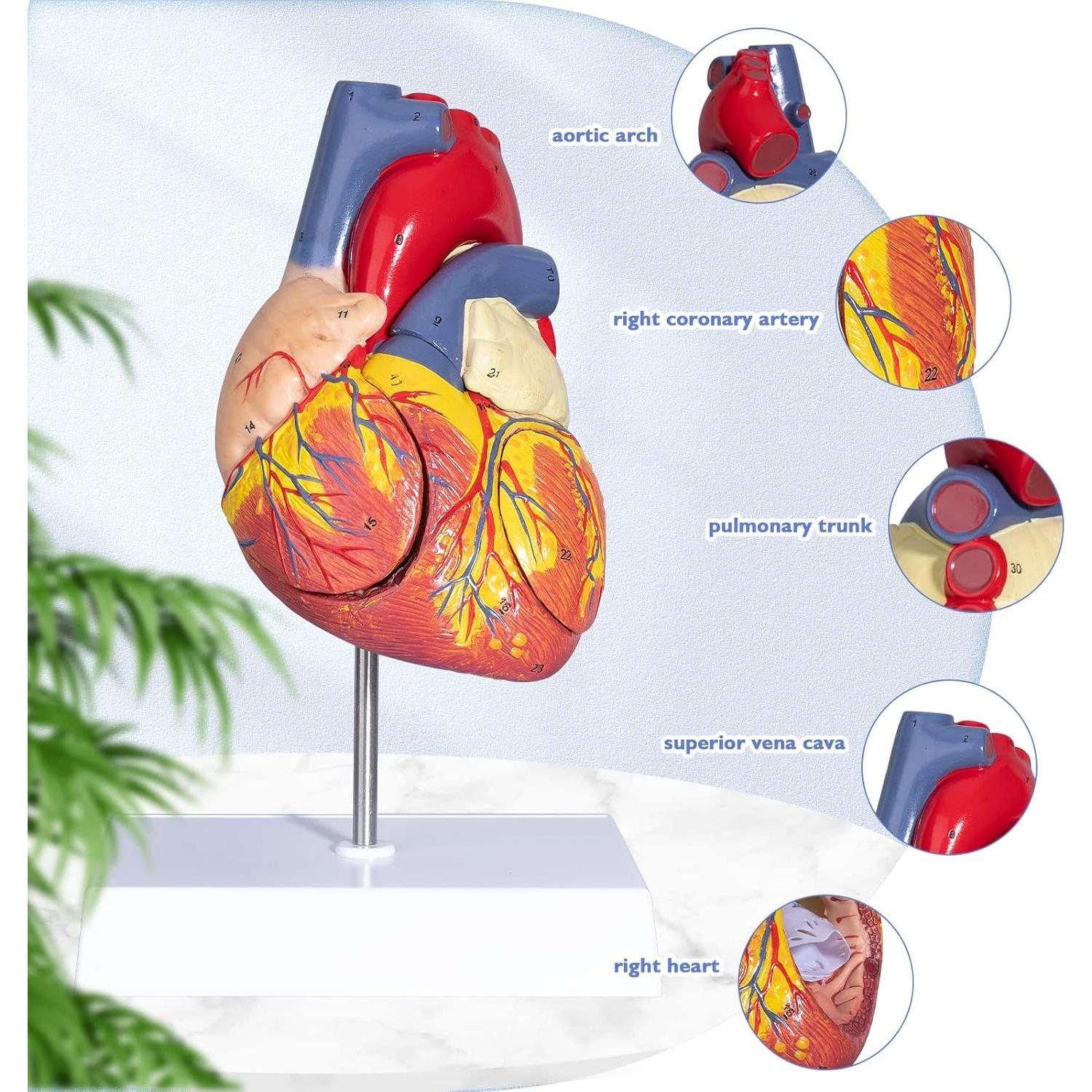 Modelo de Corazón Humano ANNWAH 2X Ampliado para Estudio