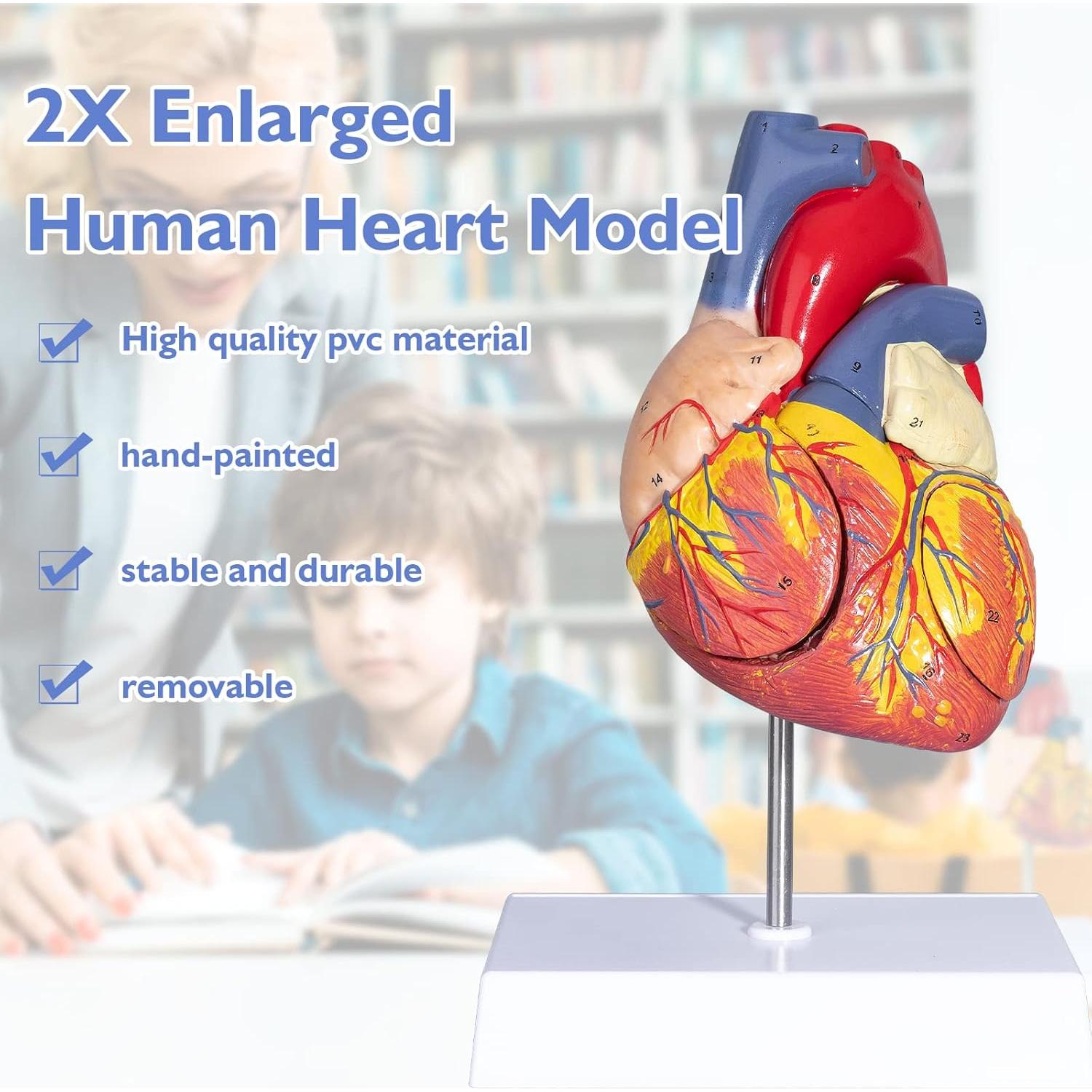 Modelo de Corazón Humano ANNWAH 2X Ampliado para Estudio